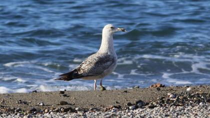 Caspian Gull