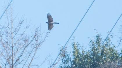 Eurasian Sparrowhawk