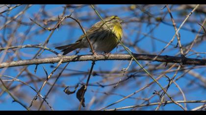 European Serin
