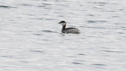 Horned Grebe
