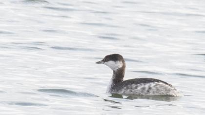 Horned Grebe
