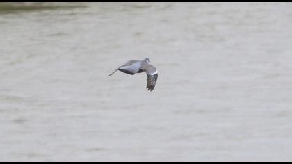 Common Wood Pigeon