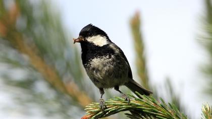 Coal Tit