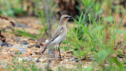 Northern Wheatear
