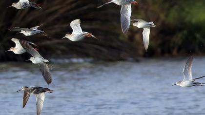 Marsh Sandpiper