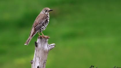 Mistle Thrush