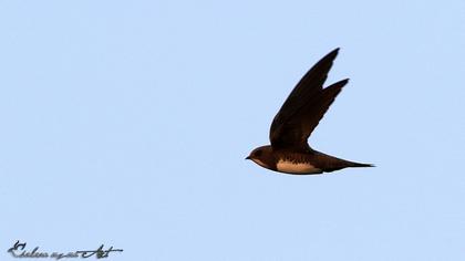 Alpine Swift