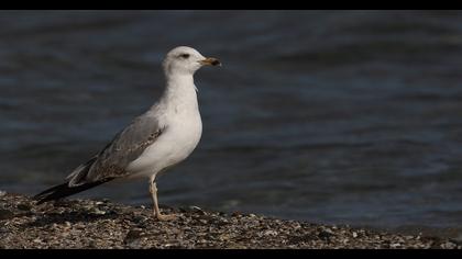 Caspian Gull