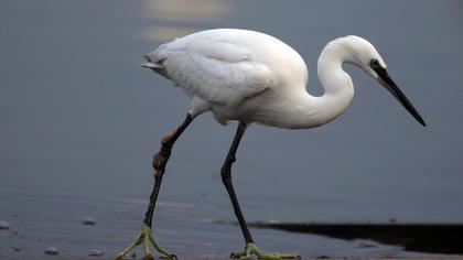 Little Egret