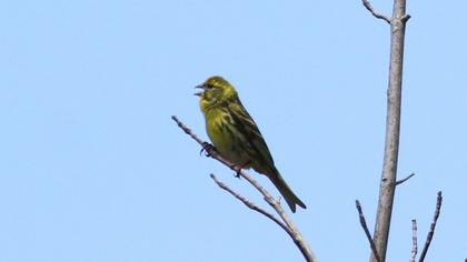 European Serin