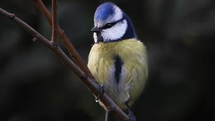 Eurasian Blue Tit