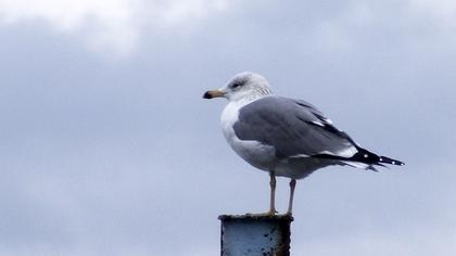 Armenian Gull