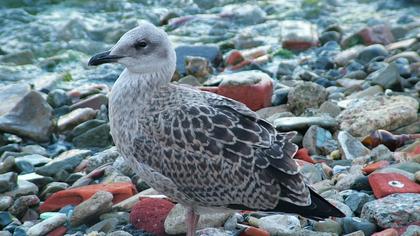 Yellow-legged Gull