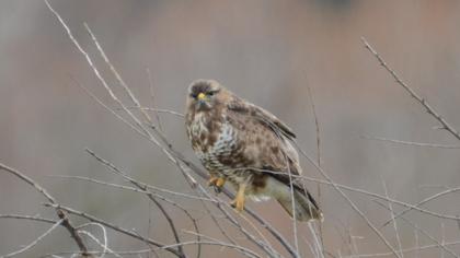 Common Buzzard