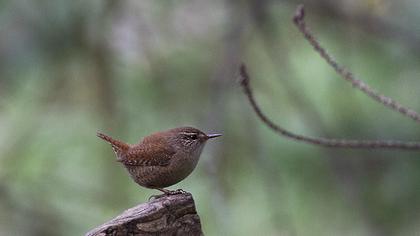 Eurasian Wren