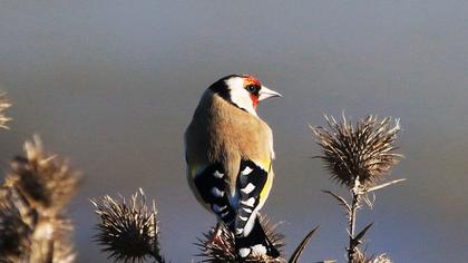 European Goldfinch