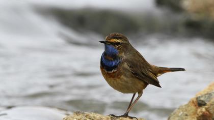 Bluethroat