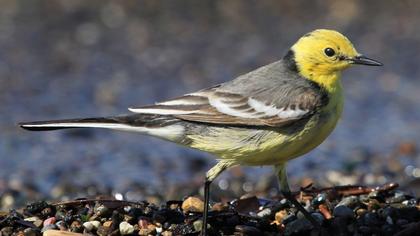 Citrine Wagtail