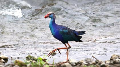 Purple Swamphen