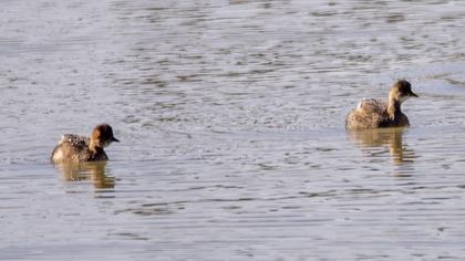 Little Grebe