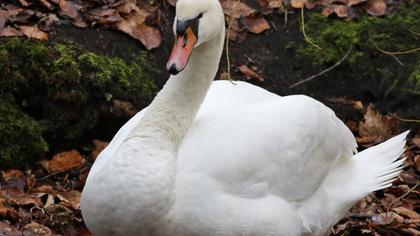 Mute Swan