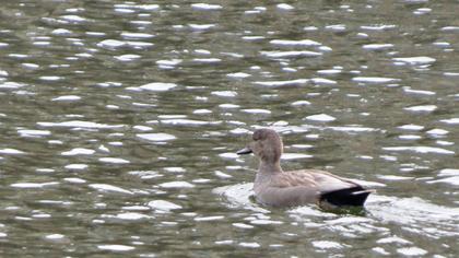 Gadwall