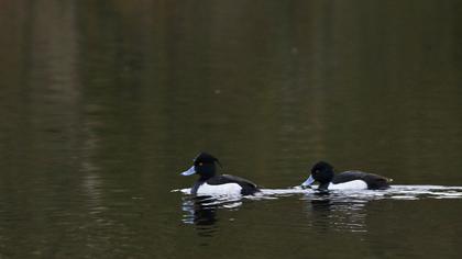 Tufted Duck