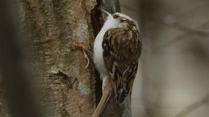 Eurasian Treecreeper