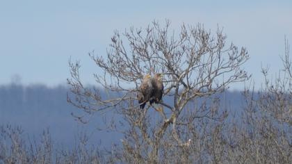 White-tailed Eagle