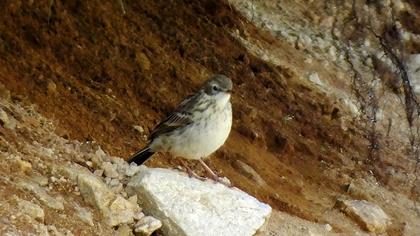 Water Pipit