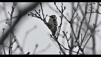 Lesser Spotted Woodpecker