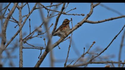 Redwing