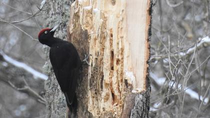 Black Woodpecker