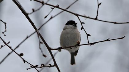 Marsh Tit