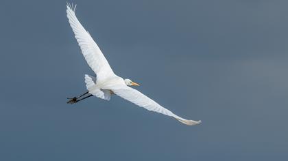 Great Egret
