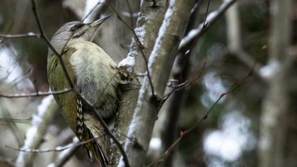 Grey-headed Woodpecker