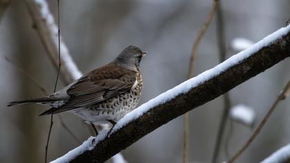 Fieldfare