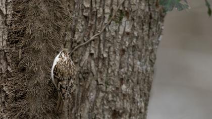 Eurasian Treecreeper
