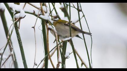 Common Firecrest