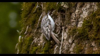 Short-toed Treecreeper