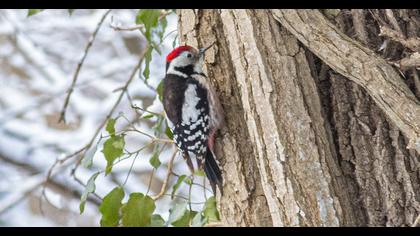 Middle Spotted Woodpecker