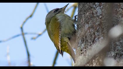 Grey-headed Woodpecker