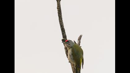Grey-headed Woodpecker