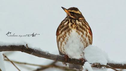 Redwing