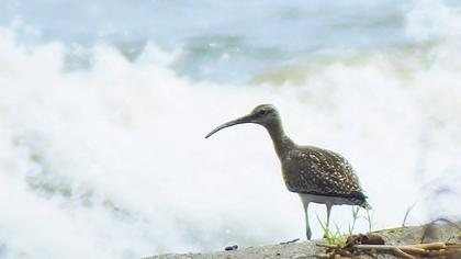 Whimbrel