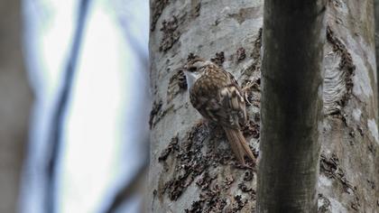 Eurasian Treecreeper