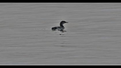 Black-throated Loon