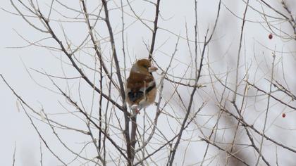 Hawfinch