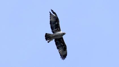 Bonelli`s Eagle