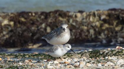 Sanderling